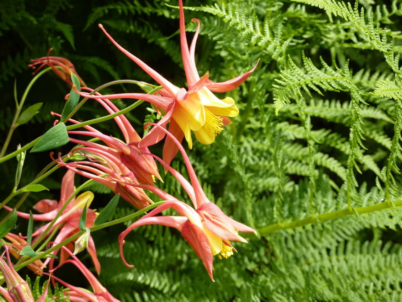close-up, red, yellow, plant part, flower head, leaf, petaled, green color, botany, vulnerability, outdoors, pollen, 1080P, freshness, petal, flower, plant