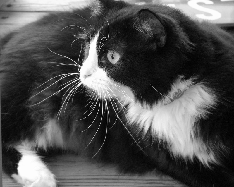 close-up, domestic cat, ears, curious, face, reclining, animal themes, looking away, bi-color, mammal, domestic, cute, looking, feline, one animal, animal