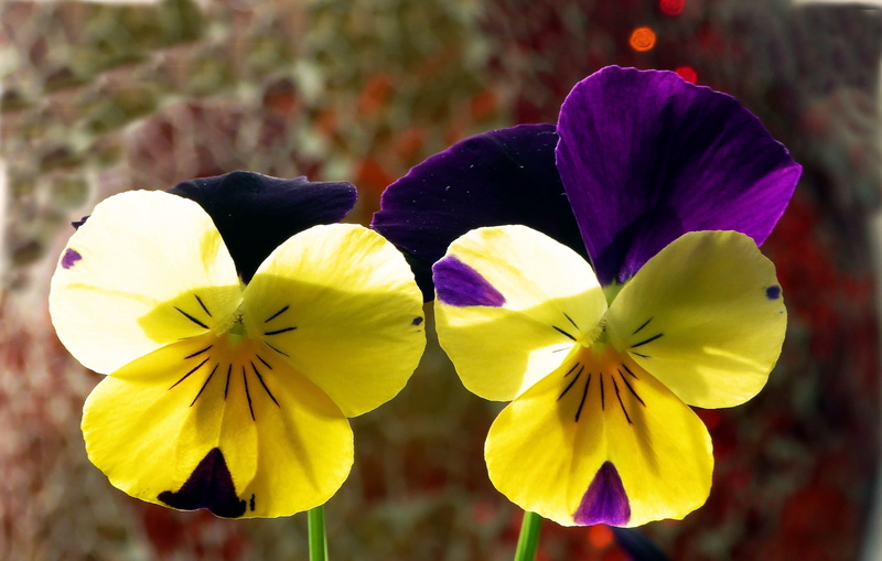 fragility, close, vulnerability, yellow, purple, nature, summer, bi color, 2K, outdoors, flowers, no people, inflorescence, vibrant color, flower, close-up