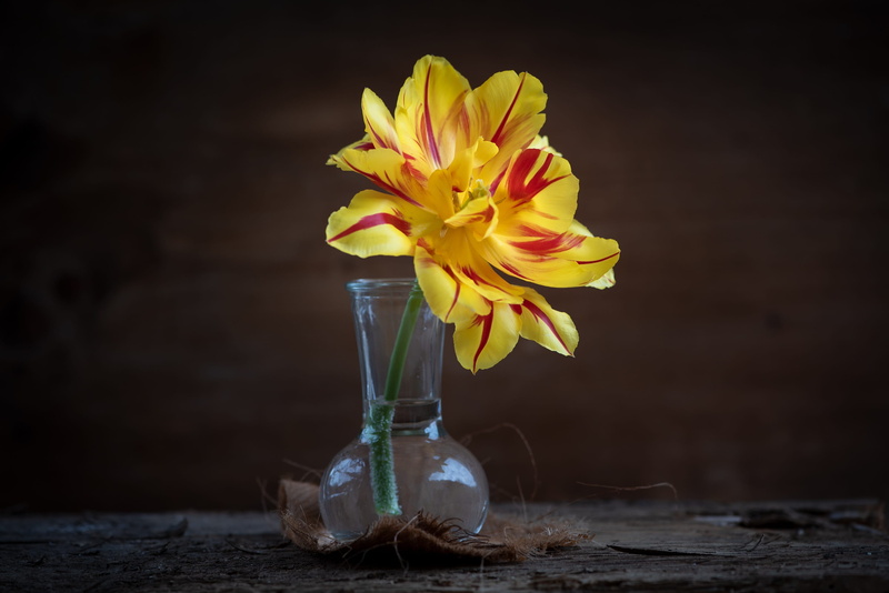 flowering plant, flower head, petal, indoors, flower photography, deco, inflorescence, close up, bloom, flower vase, vase, nature, tulip, pitcher - jug
