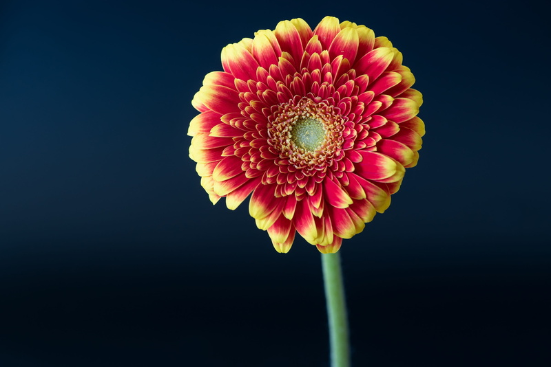 no people, studio shot, red, gerbera, growth, daisy, softness, blossom, flowering plant, beauty in nature, inflorescence, vulnerability, plant, pink color