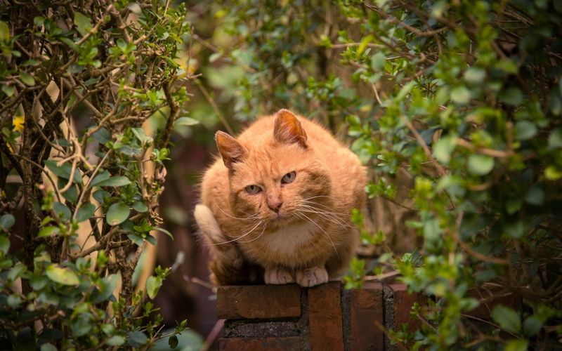 plant part, domestic, looking at camera, black, bricks, portrait, ginger cat, coated, puppy, domestic cat, animal, leaves, outdoors, one animal, no people