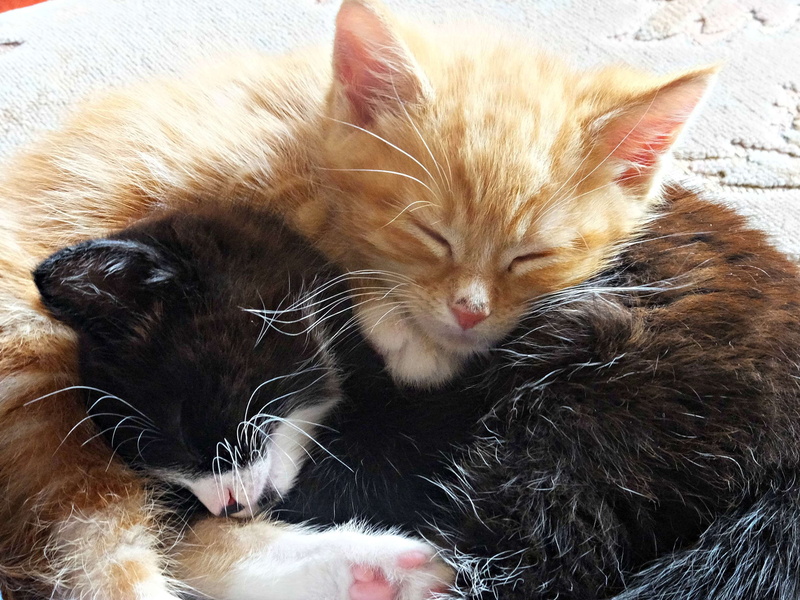 kittens, feline, relaxation, young animal, kitten, babies, animal, one animal, domestic animals, resting, sleeping, black and white, close-up, cats, pets
