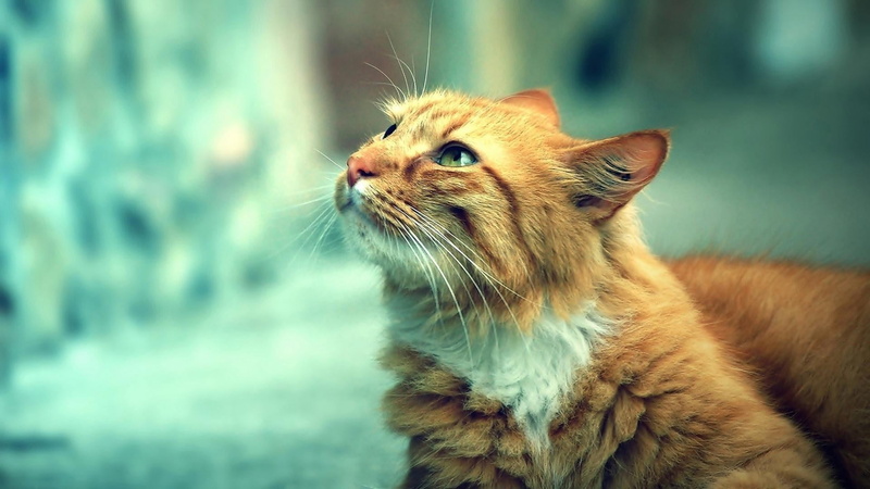 animals, pets, cat, feline, animal themes, domestic, looking up, domestic cat, brown, vertebrate, domestic animals, animal, ginger cat, animal body part