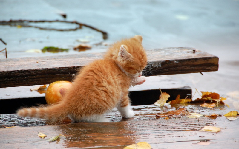 no people, animal themes, day, pets, nature, one animal, reflection, animals, outdoors, domestic, ginger cat, animal, drinking, cat, domestic animals, wood - material