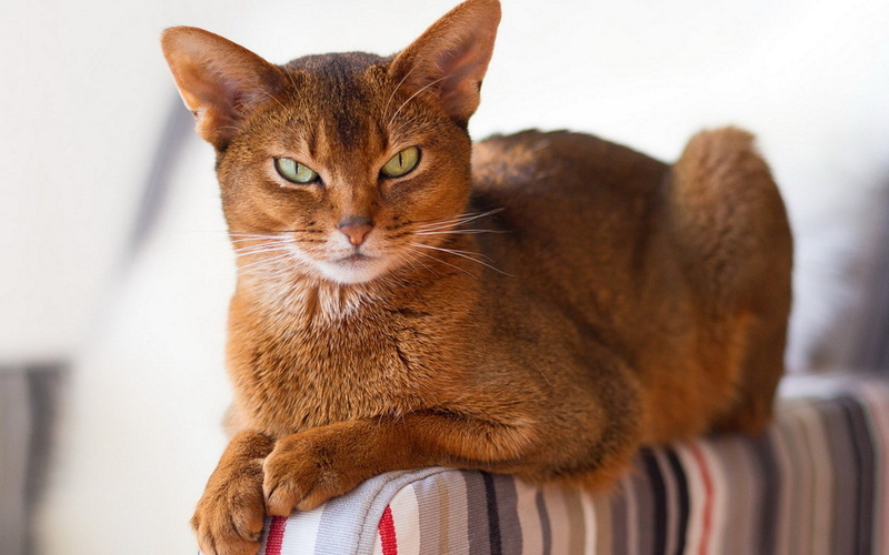 animal eye, animal head, feline, whisker, domestic animals, animal body part, looking, no people, domestic, animals, ginger cat, tabby, mammal, brown, domestic cat