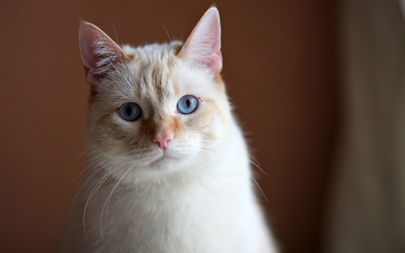 one animal, feline, cat, animal head, domestic cat, domestic animals, portrait, tabby, 1080P, brown, indoors, mammal, animals, white, looking at camera