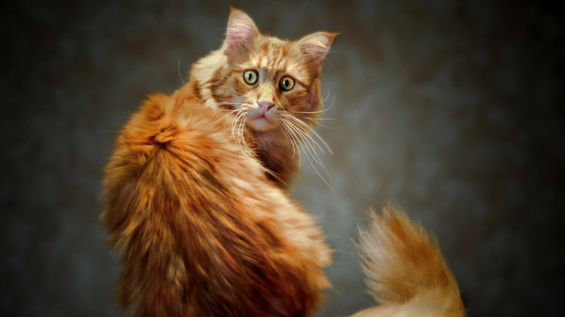 tail, hair, animal head, domestic cat, no people, maine coon cat, nature, whisker, close-up, animals, pets, animal hair, portrait, pet, tabby, mammal, looking