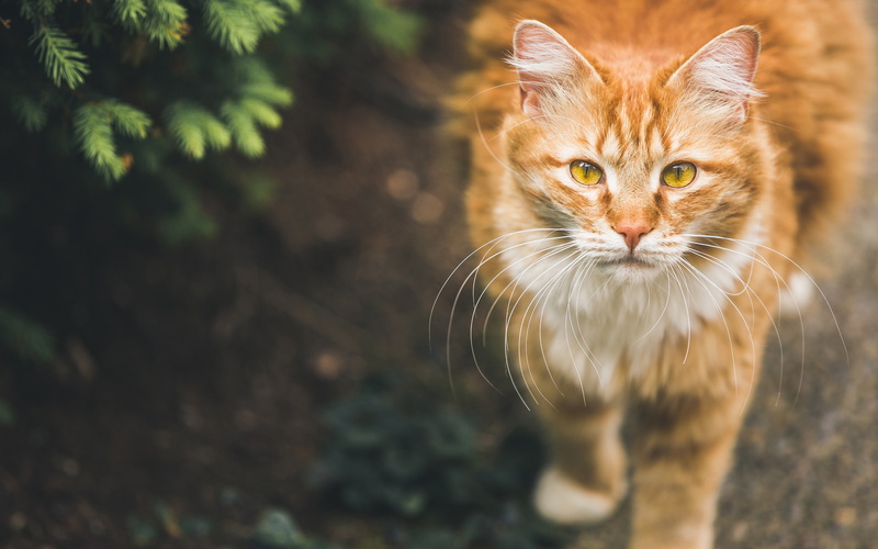 cat, pets, domestic cat, animal themes, standing, focus on foreground, domestic, whisker, portrait, one animal, ginger cat, animal, nature, pet, looking at camera