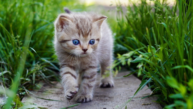 kitten, domestic animals, whisker, animal eye, no people, domestic cat, one animal, vertebrate, ginger cat, domestic, plant, young animal, standing, feline