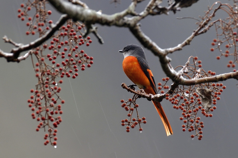 feathers, rain, Berries, barries, Bird, 1080P, branch