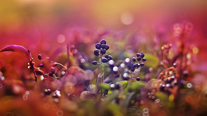 4K, blur, barries, macro, fruit, leaf