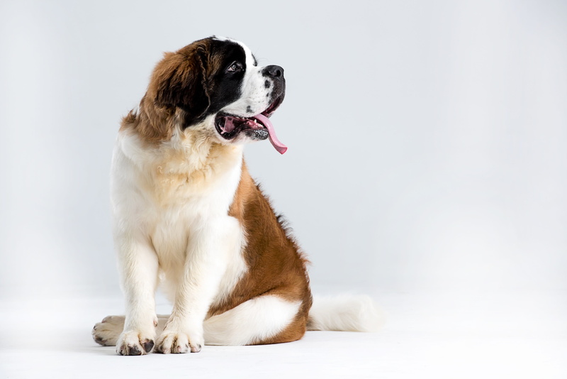 outdoor, profile view, studio shot, indoors, purebred dog, dog, sitting, bonalt, looking, barry, no people, canine, white background, animal, facial expression