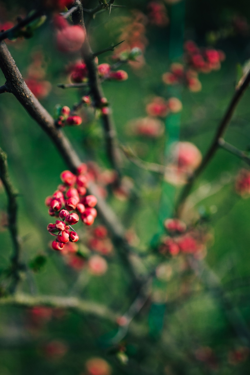 twig, flower, wellbeing, focus on foreground, close, leaf, Close-ups, no people, nature, closeup, plant, beauty in nature, leaves, selective focus, ups