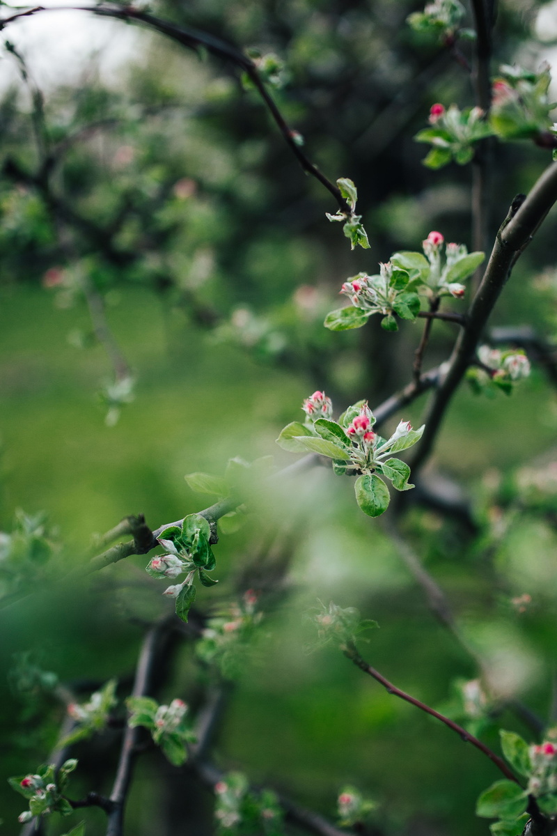 flowering plant, selective focus, leaf, ups, part, trees, fragility, tree, 4K, vulnerability, twig, beauty in nature, Close-ups, flower head, plant, branch