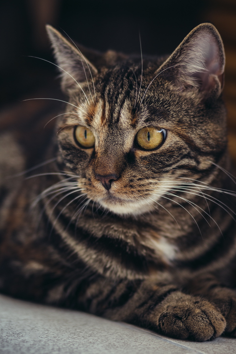 cat, animal eye, close-up, whisker, animal themes, animal, domestic animals, looking at camera, 5K, tabby, striped, domestic, no people, domestic cat