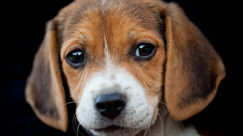 dog, brown fur, eyes, brown, fur, 1080P, small, nose, animals, small nose