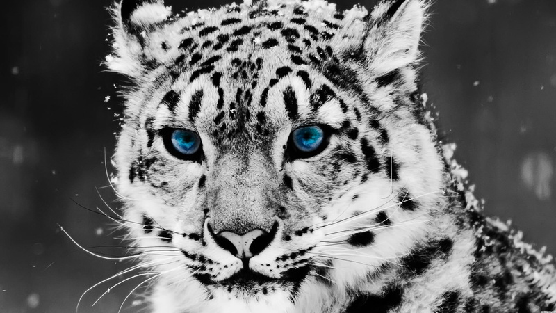 cats, nose, spots, black, ears, fall, music, tiger, blue, light, 1080P, white, pretty, animals, snow, eyes, leopard