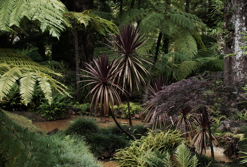 green color, beauty in nature, coconut palm tree, environment, tranquility, são miguel island, lush foliage, forest, scenics - nature, tranquil scene, day