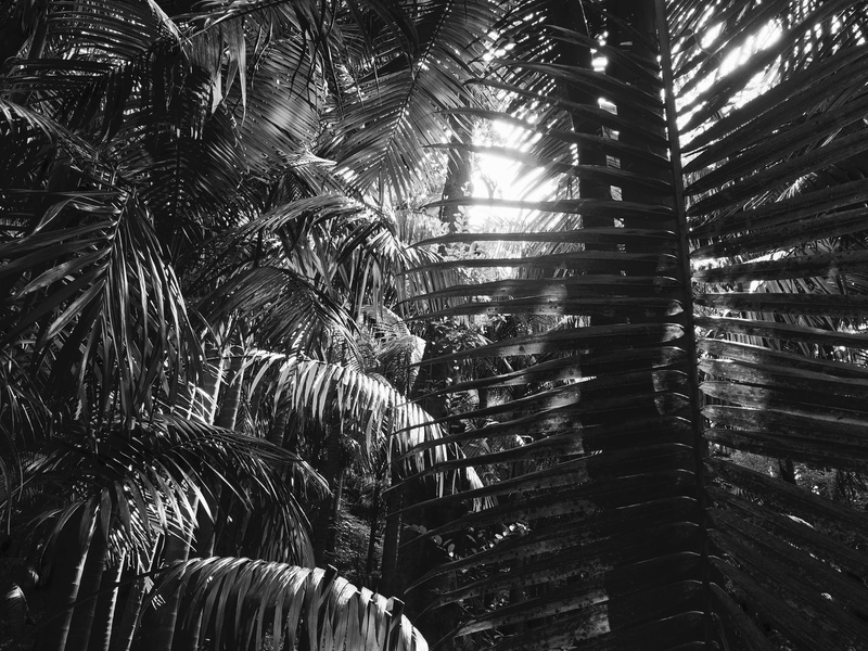 texture, architecture, pattern, palm tree, low angle view, outdoors, no people, palm leaf, plant, leaf, palm trees, portugal, built structure, furnas, tree