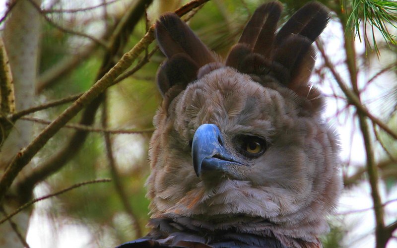 2K, eagle, harpy
