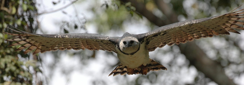 Harpy Eagle, Birds, 1080P