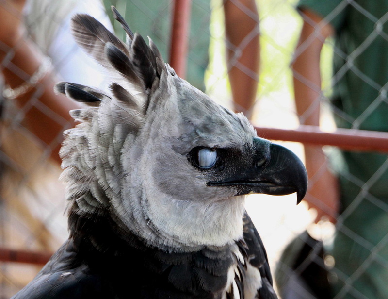 2K, harpy eagle