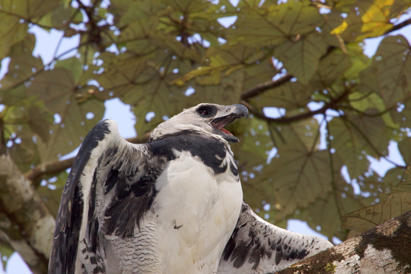 plant, perching, outdoors, animal themes, focus on foreground, vertebrate, low angle view, nature, beak, day, animal wildlife, animals in the wild, no people