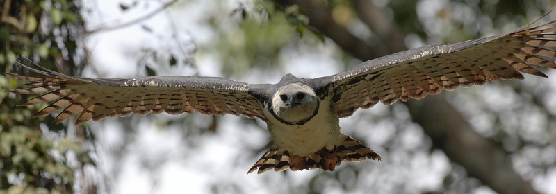 animal themes, spread wings, bird of prey, focus on foreground, outdoors, vertebrate, cartagena, no people, mid-air, tree, falcon - bird, animal wildlife