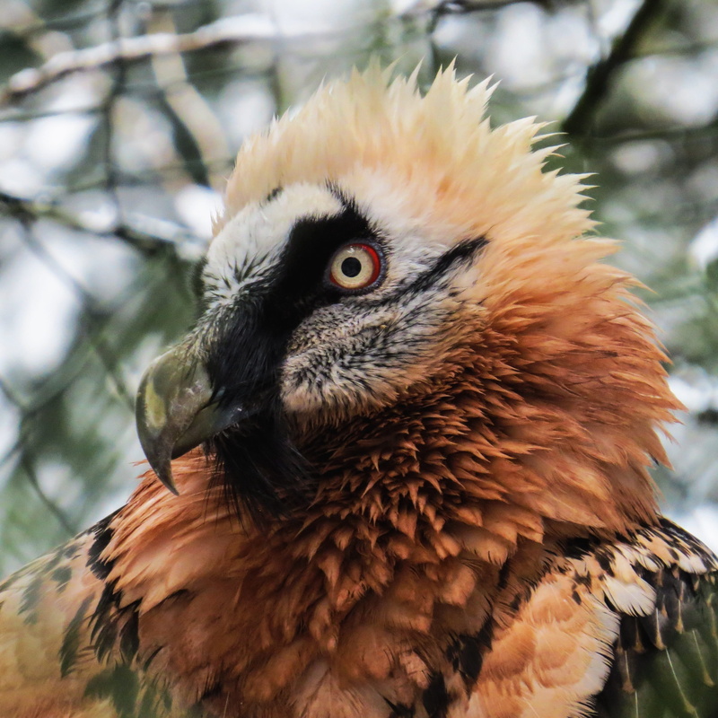 close-up, bird of prey, animal, animal head, nature, no people, animals in the wild, animal wildlife, looking away, raptor, one animal, harpie, vertebrate