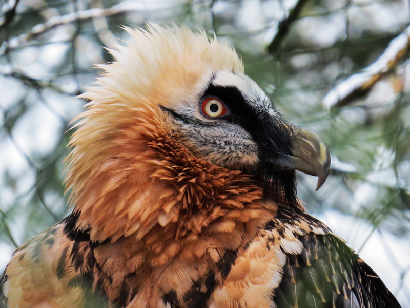 day, animal themes, bird of prey, feather, vertebrate, animal, 4K, animal body part, one animal, nature, eyes, animals in the wild, raptor, focus on foreground
