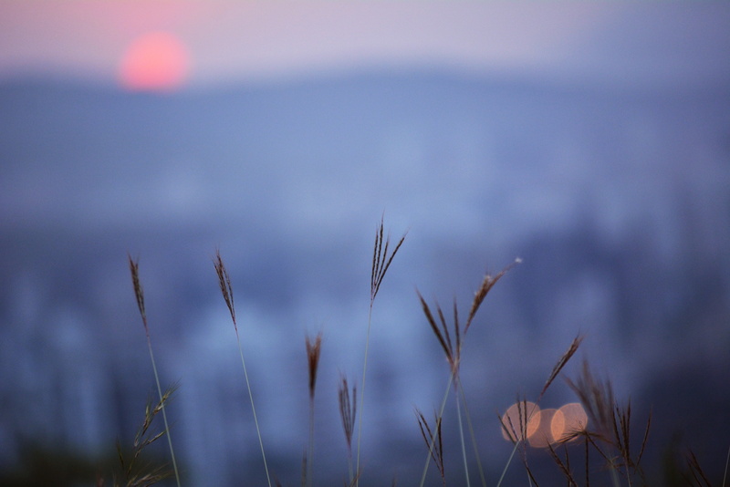 plant, close-up, land, mountains, growth, freshness, cloud - sky, tranquility, beauty in nature, timothy grass, tranquil scene, no people, flower, day