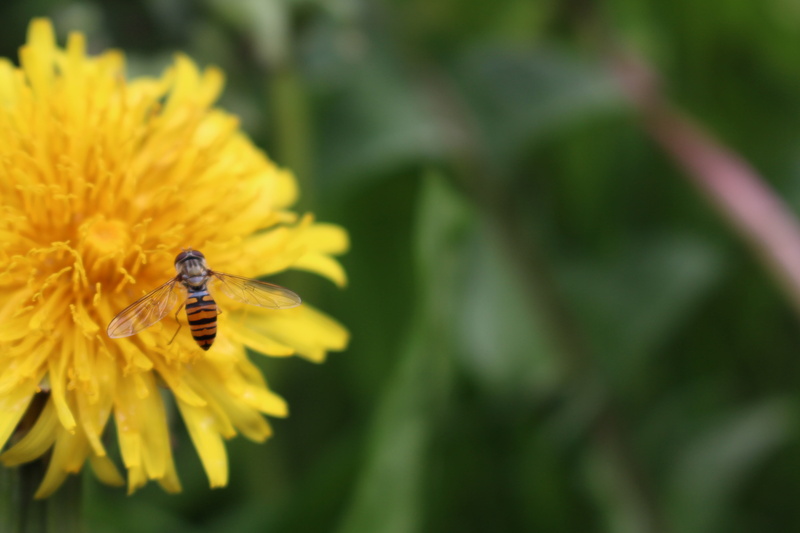 bee, plant, animals in the wild, growth, pollination, flowers, invertebrate, no people, freshness, vulnerability, summer, beauty in nature, one animal