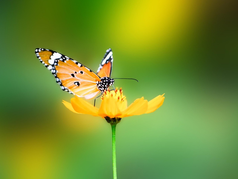 nature, depth, summer, butterfly, field, 2K, nature and landscapes, insects