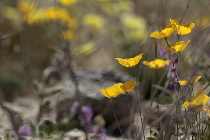 land, native, close-up, field, petal, springtime, beauty in nature, outdoors, california, nature, purple, flower, mojave desert, plant, flowering plant