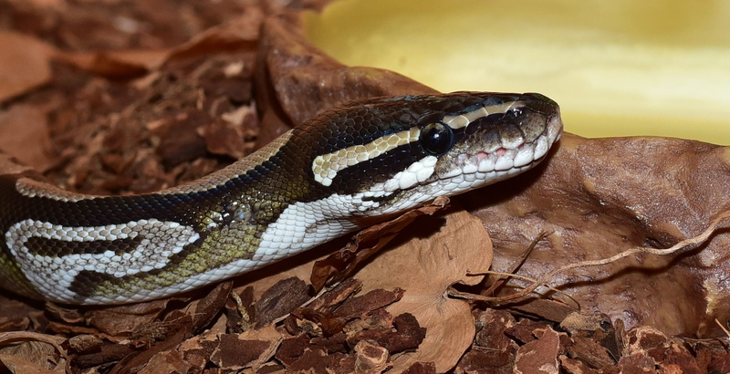 animal head, one animal, tree, exotic, animal mouth, snakehead, beauty, animal portrait, animal themes, Mojave, close-up, terrarium, animal scale, outdoors
