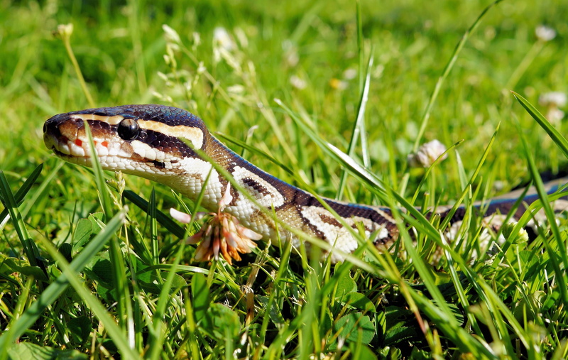 plant, scale, wilderness, animal head, green color, animal wildlife, land, 4K, python, close-up, animal tongue, blade of grass, outdoors, animal scale