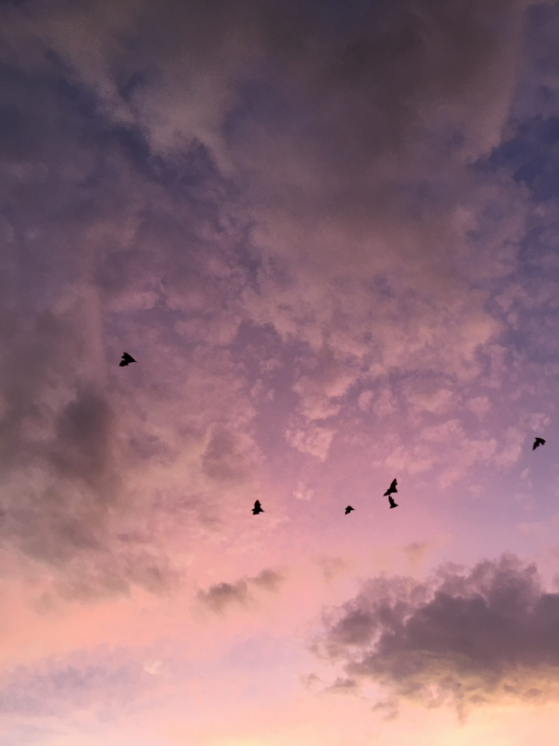 4K, flying fox, sky, purble, flock of birds, nature, tranquil scene, bats, purple, flying, animal, group of animals, bat, silhouette, sunset, bird, sun