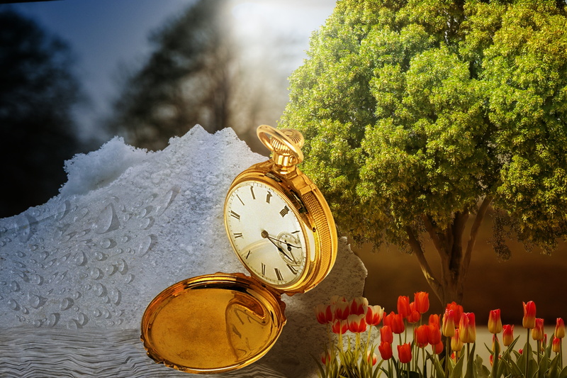 outdoors, flower arrangement, time conversion, beauty in nature, close-up, uhrumstellung, freshness, standard time, focus on foreground, number, 5K, plant