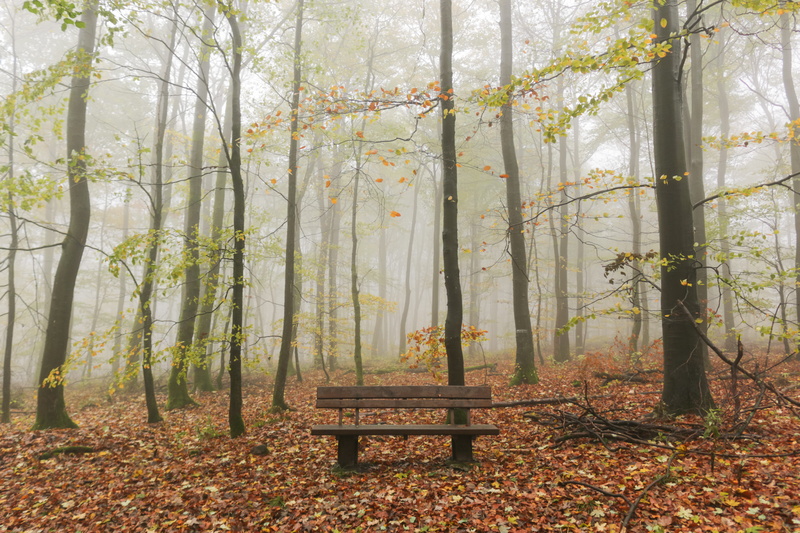 beauty in nature, park, chill, mist, tranquil scene, nature, leaves, no people, chair, conversation, forest, medidate, tree, day, tranquility, woodland