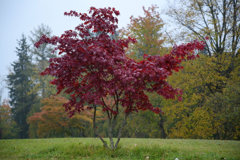 time conversion, autumn colours, flowering plant, change, field, growth, red, fall color, colorful, day, branch, october, outdoors, background, tranquility
