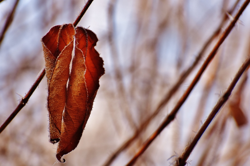 leaves, plant part, dry, focus on foreground, winter, close-up, winter time, autumn, day, plant, cold, cold temperature, brown, ripe, eiskristalle, leaf vein