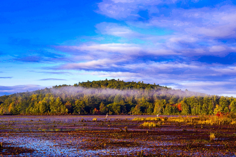 tranquil scene, change, rural Scene, nature, leaf, fall, environment, sky, 4K, growth, tranquility, forest, rain, tree, field, outdoors, time, winter