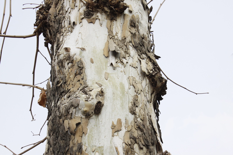 white trees, tree, 4K, trunk, wood - material, zoom, rough, outdoors, sky, natural pattern, clear sky, plant, autumn, plant bark, plane tree, no people
