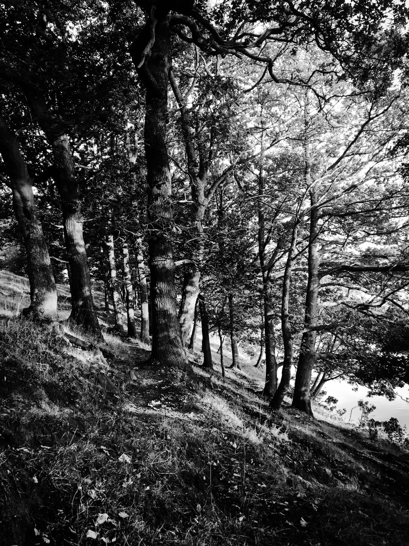 no people, footpath, ground, walking, tranquil scene, grove, day, nature, tree trunk, land, path, non-urban scene, black and white, tranquility, horsforth