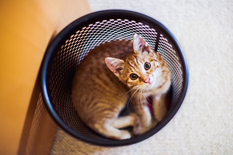 cat, trash, 1080P