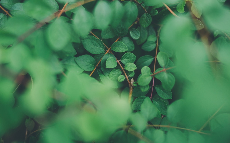 foliage, green, 1080P, nature, plants, leaves