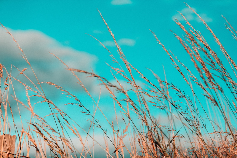 sky, dry grass, scenics - nature, timothy grass, tranquility, no people, produce, agropyron, vegetable, plant, low angle view, reed, outdoors, day, rural