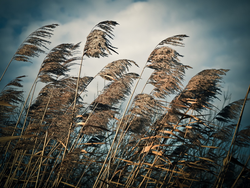 stalk, cloud - sky, landscape, day, blowing, growth, wind, tranquil scene, tranquility, 4K, close-up, land, nature, grasses, outdoors, reed - grass family