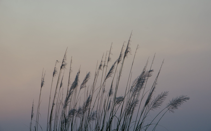 agropyron, low angle view, sports, no people, beauty in nature, sky, running, reed, crop, pike, grasses, grey, 4K, idyllic, lawn, day, fog, growth, tranquility